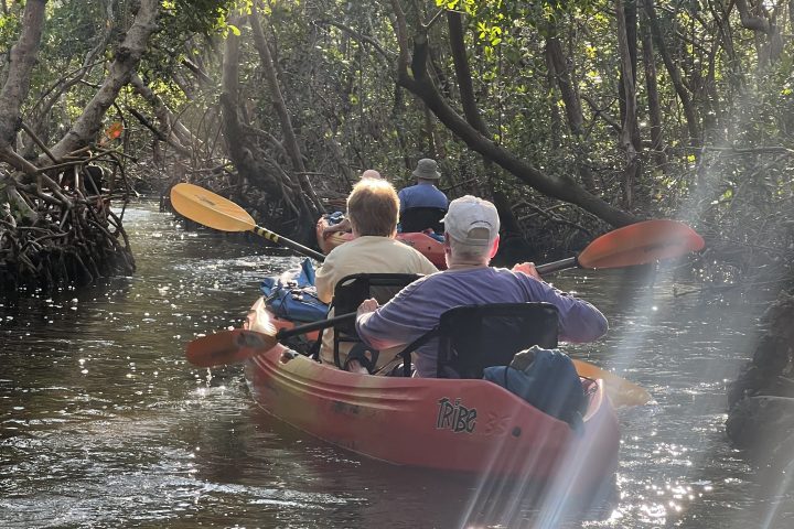 Two people kayaking through a sunlit mangrove tunnel