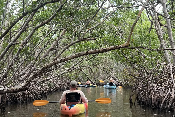 People kayaking through narrow waterway surrounded by dense mangrove trees.