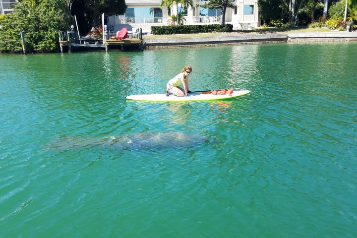 a person on a stand up Paddleboard next to a manatee at Ted Sperling Park