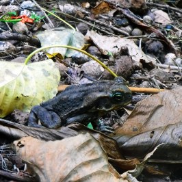 a frog sitting on a rock