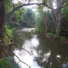 a tree next to a river