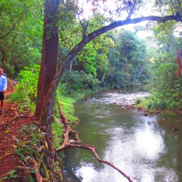 a group of people in a forest