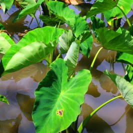 a close up of a plant
