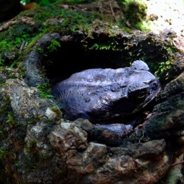 a close up of a rock