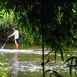 a group of palm trees on the side of a river