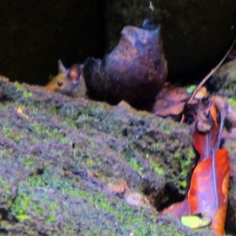 a bird that is standing in the grass