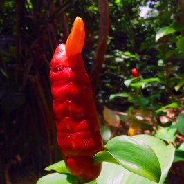 a close up of a flower
