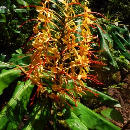 a close up of a plant