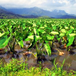 a body of water surrounded by trees