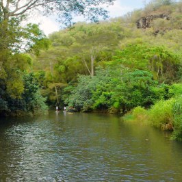 a body of water surrounded by trees