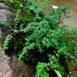 a green plant in a garden