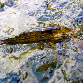 a frog on a white surface