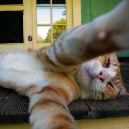 a cat sleeping next to a window