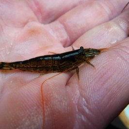 a hand holding an animal