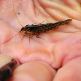 a hand holding a baby