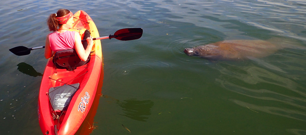 a group of people swimming in a body of water