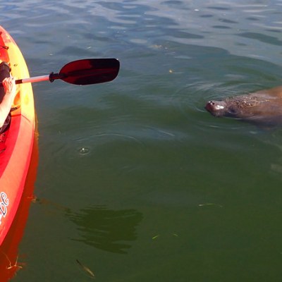 a group of people swimming in a body of water