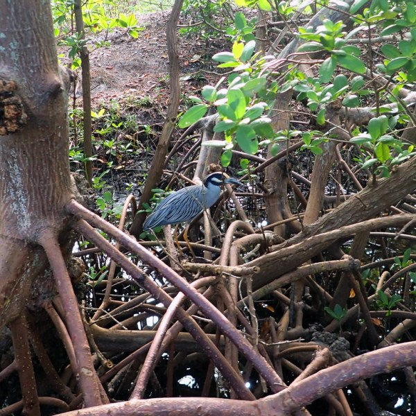 a bird sitting on top of a tree