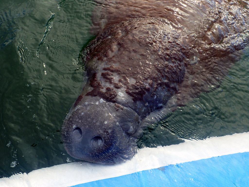 a bear is swimming in the water