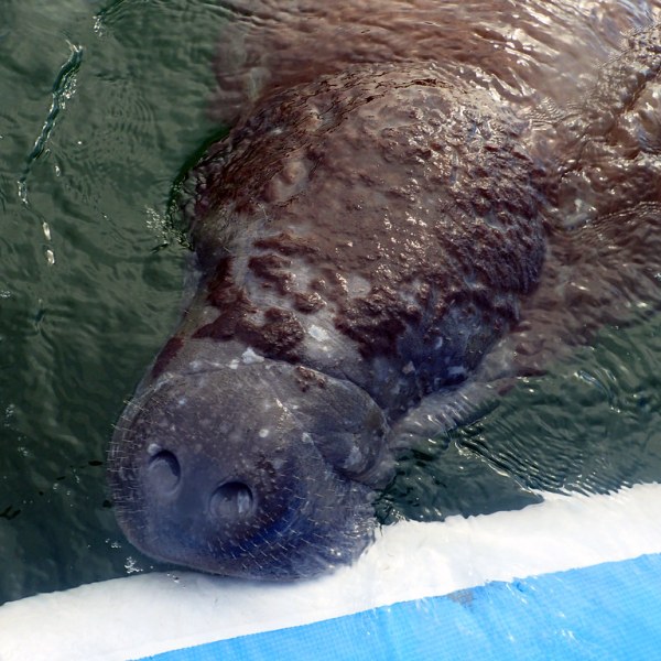 a bear is swimming in the water
