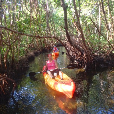 a river running through a forest