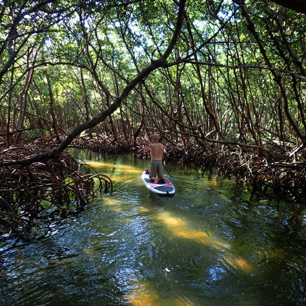 a tree next to a body of water