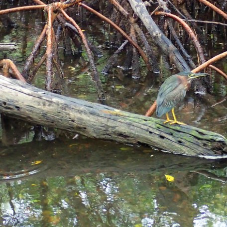 a bird sitting on a branch in the water