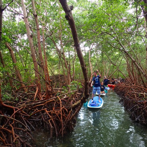 a person riding on the back of a boat next to a tree