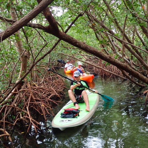 a boat sitting on top of a tree