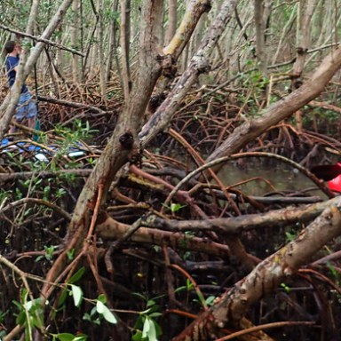 a red bird sitting on top of a tree