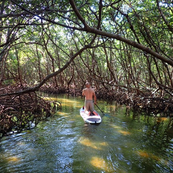 a tree in the middle of a body of water