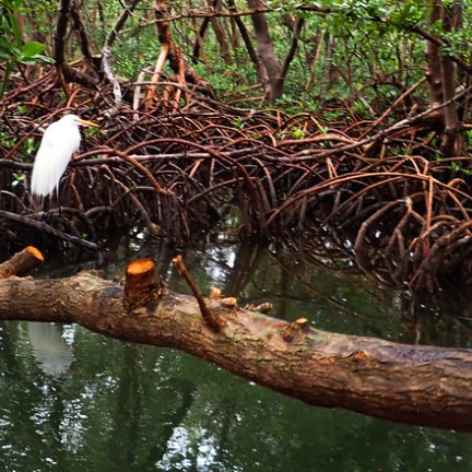 a bird sitting on a branch