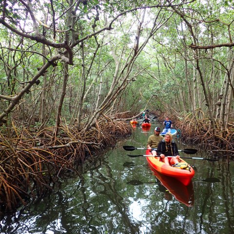 a boat sitting on top of a tree