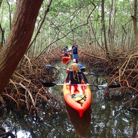 a close up of an orange tree in a forest