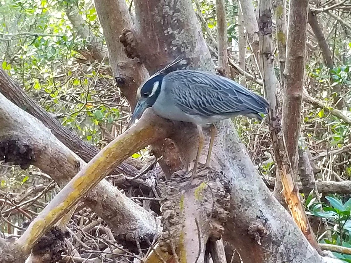 a night heron is on the mangroves in a tunnel