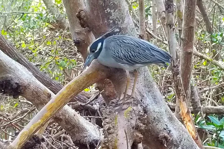 a bird sitting on top of a tree