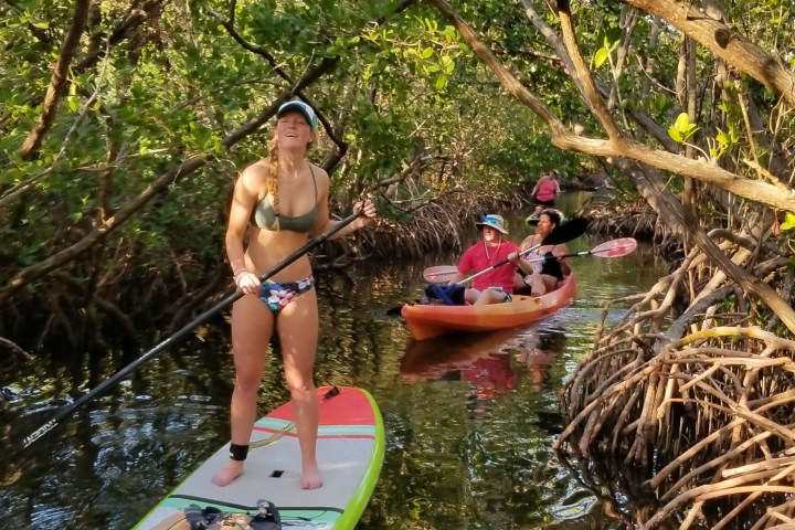 a woman paddling through the mangrove tunnels on Lido key on a stand up paddleboard