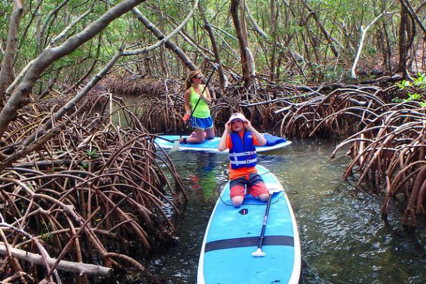 a boat sitting on top of a tree