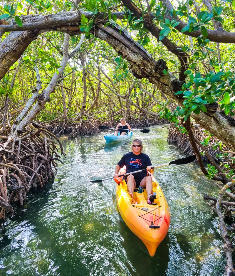 Kayakers exploring the mangrove tunnels at Lido Key in Sarasota