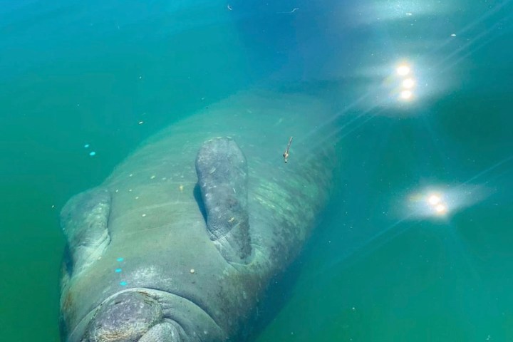manatee swimming upside down at the surface of blue water