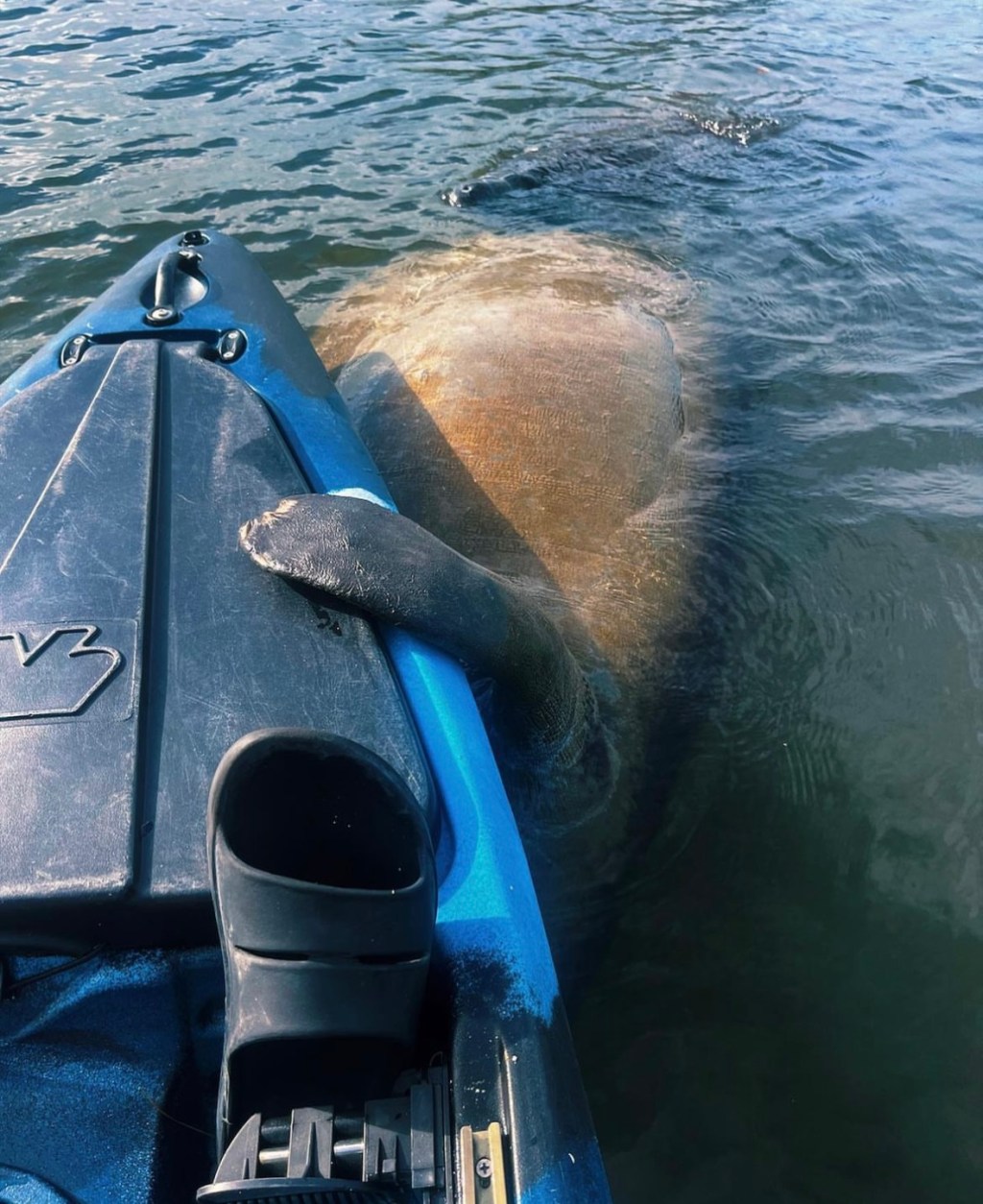 manatee hugging paddleboard in ted sperling park
