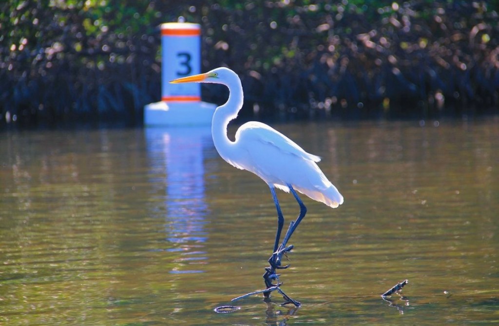 an egret standing in shallow water at the mangrove tunnels