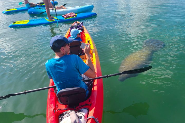 man paddling a kayak near a manatee in Sarasota