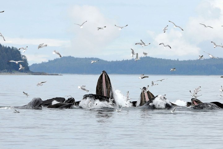 a flock of seagulls flying over a body of water
