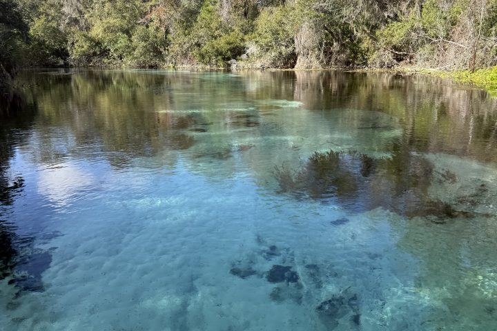 Clear blue spring water with submerged rocks and surrounding trees under a blue sky.